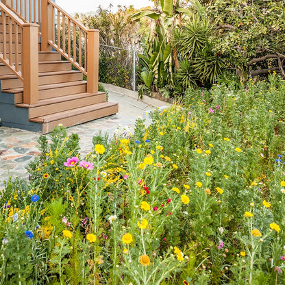 Southwest Wildflower Seed Mix