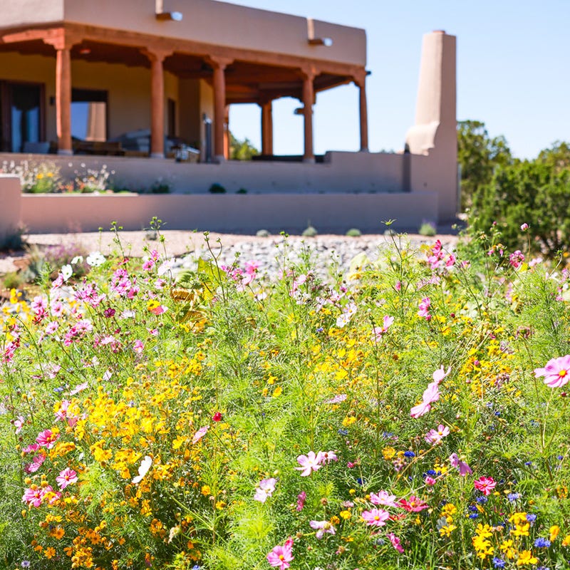 new mexico native wildflower seeds Southwest Wildflower Seed Mix