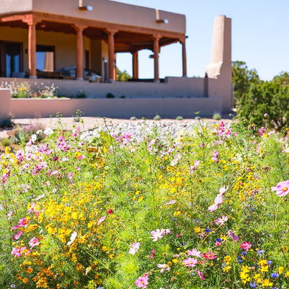 Southwest Wildflower Seed Mix