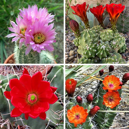 Southwest Native Cacti Collection