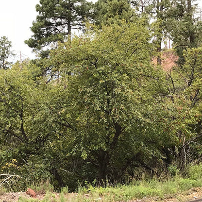 Southwestern Black Cherry (Prunus)