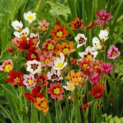 Harlequin Flower Mix (Sparaxis)