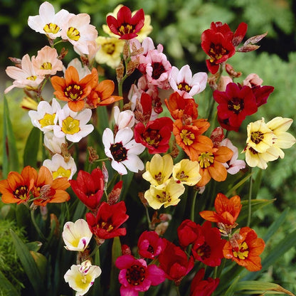 Harlequin Flower Mix (Sparaxis)