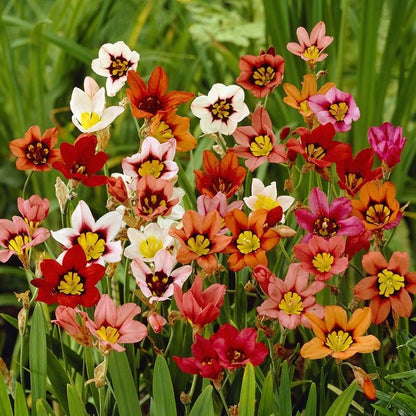 Harlequin Flower Mix (Sparaxis)