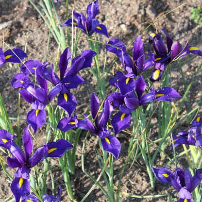 Wildflower Iris Bulb Collection