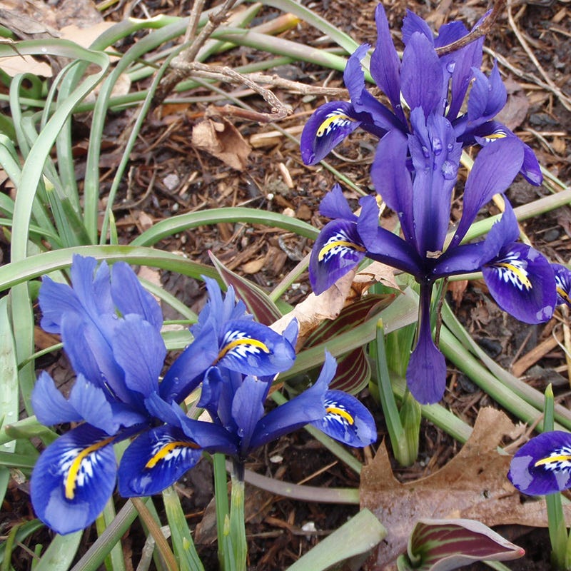 Wildflower Iris Bulb Collection
