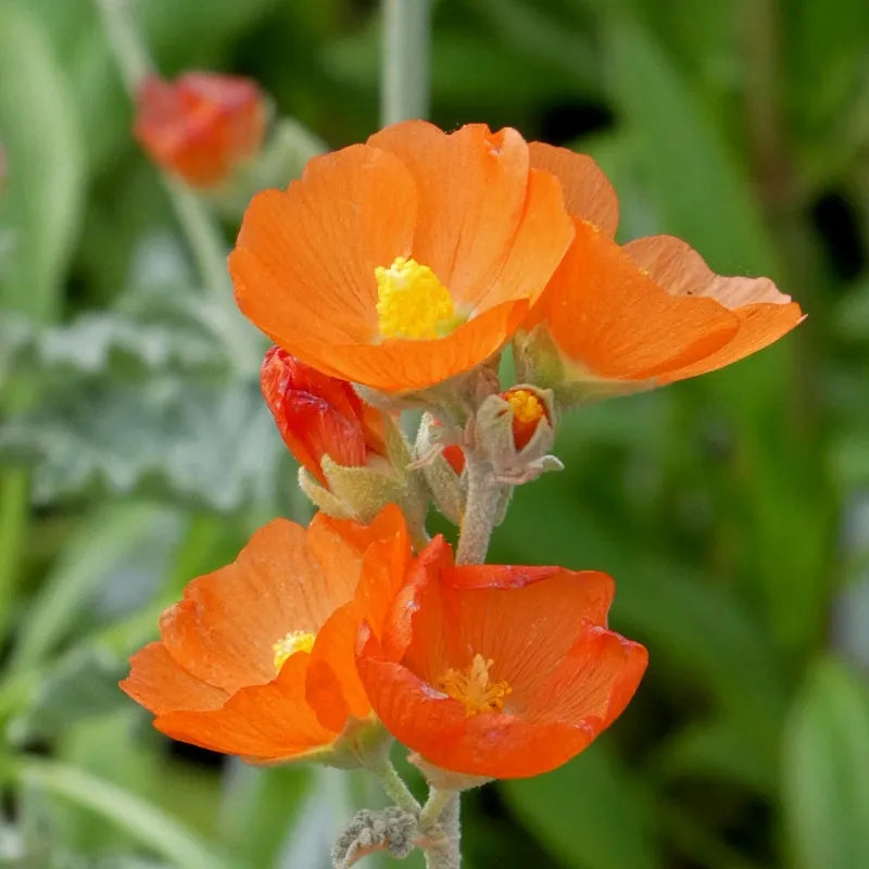 Utah Perennial Collection