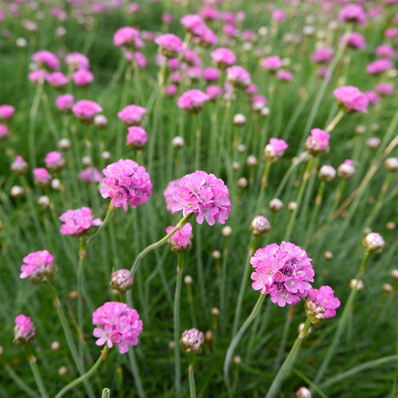 Splendens Splendens Armeria, Sea Thrift | High Country Gardens