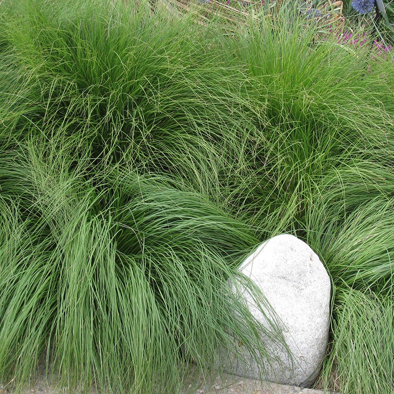 Soft Colors Inferno Strip Grass Collection