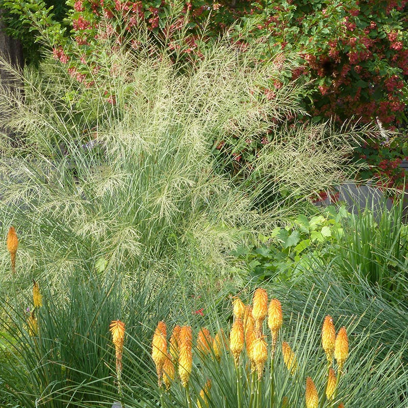 Fall Finale Pollinator Pre-Planned Garden