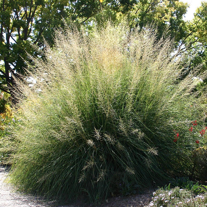 Giant Sacaton Grass