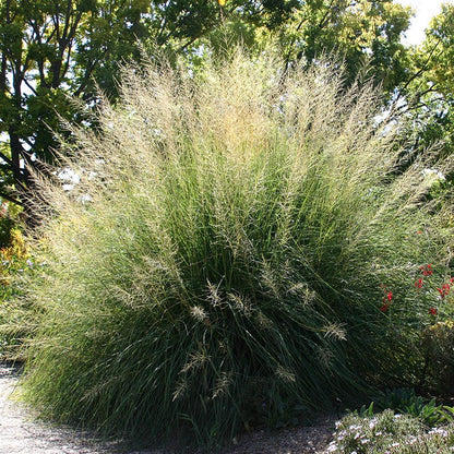 Giant Sacaton Grass