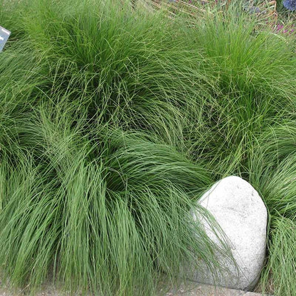 Prairie Dropseed Grass