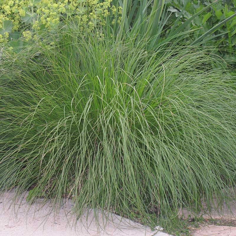 Prairie Dropseed Grass