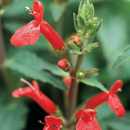 Red Flowered Lamb's Ear