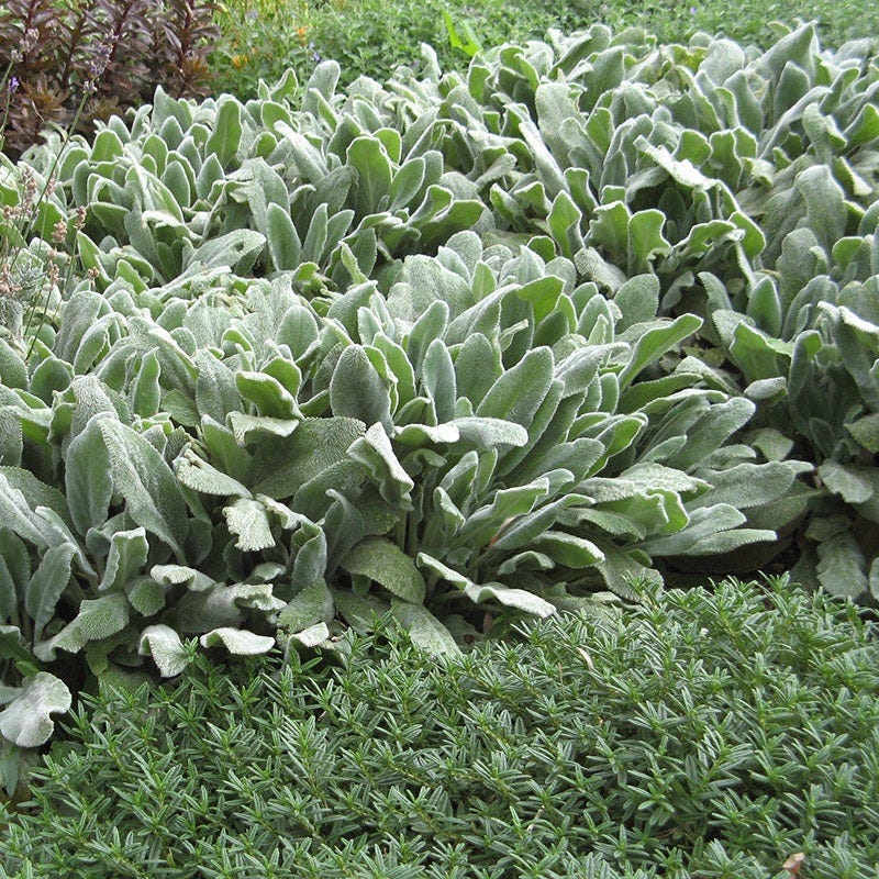 silver succulent ground cover Silver Carpet Lamb's Ear, Stachys byzantina
