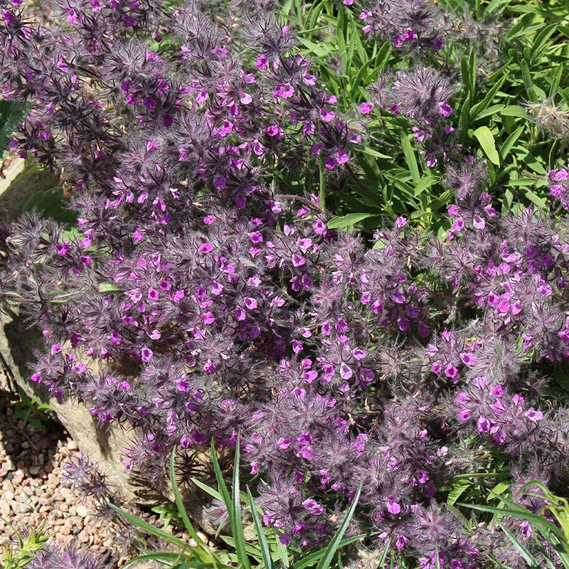 Pink Cotton Lamb's Ear