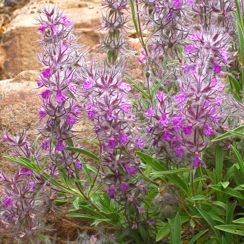 Pink Cotton Lamb's Ear