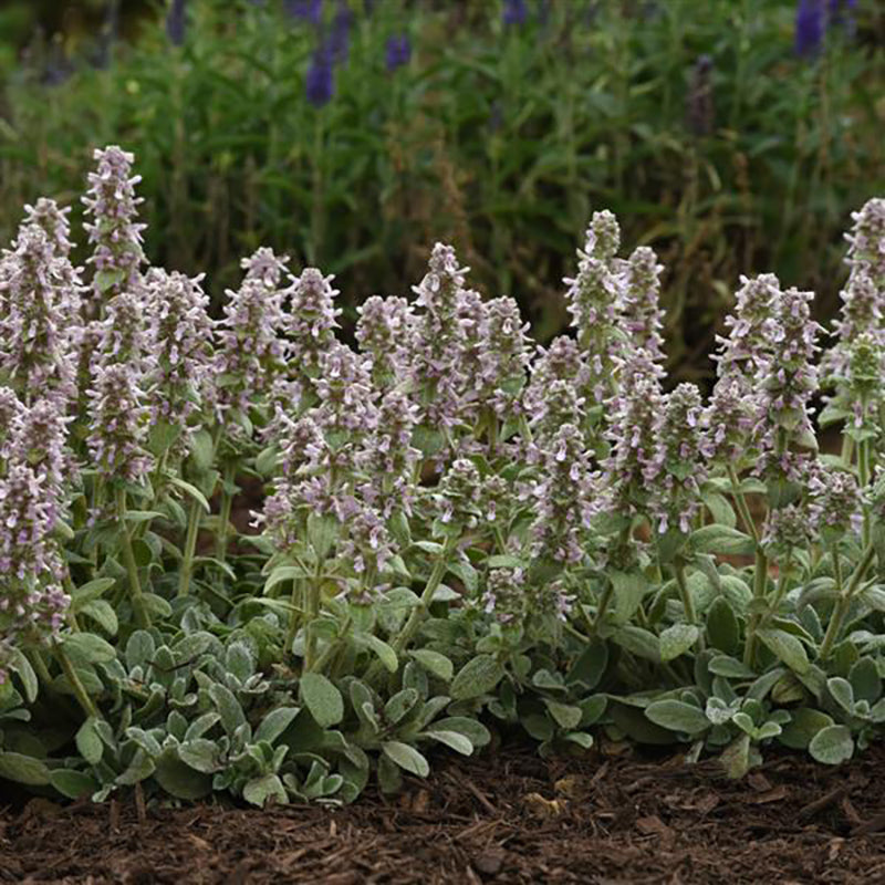 lambs ear plant indoors Little Lamb Lamb’s Ear
