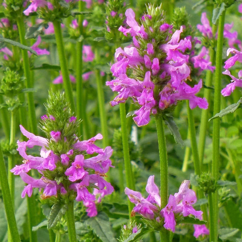 Dwarf Pink Lamb's Ear