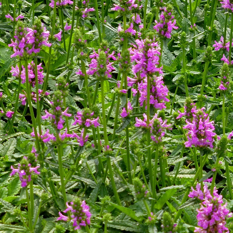 Dwarf Pink Lamb's Ear
