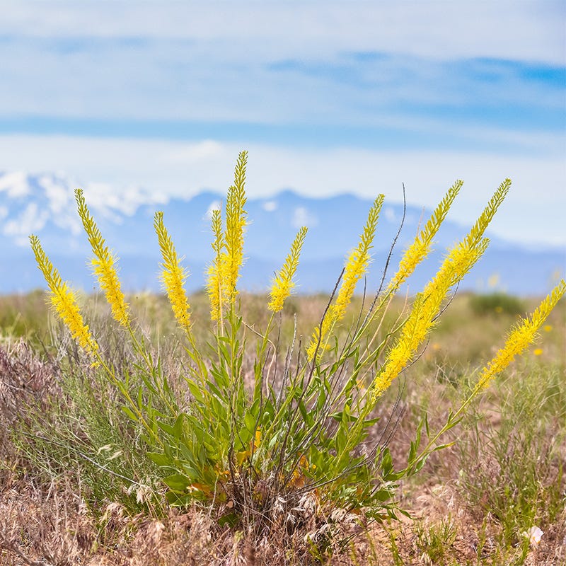 Prince's Plume - Thumbnail 2