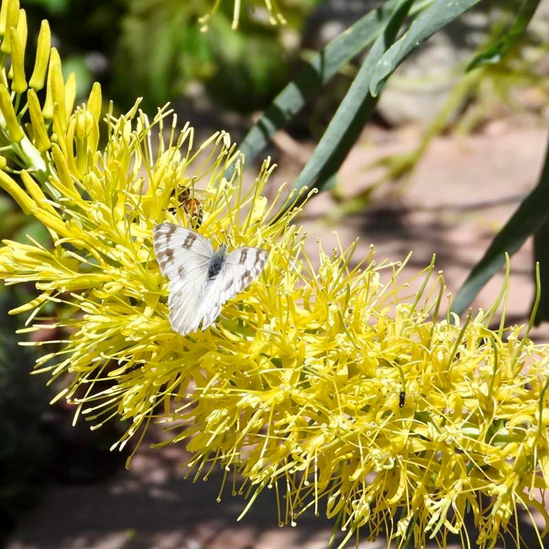 Prince's Plume - Thumbnail 4