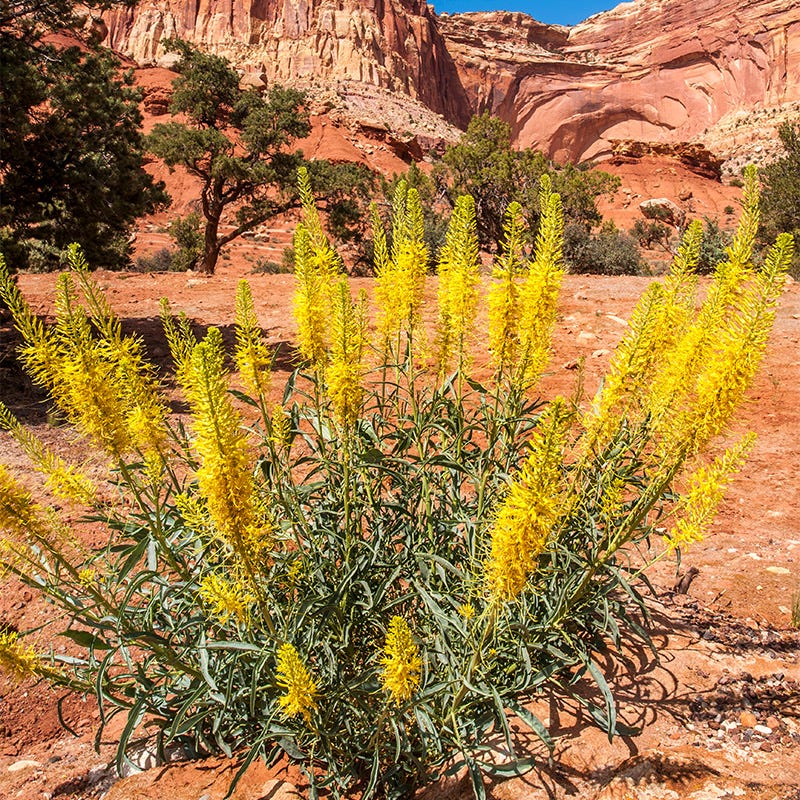 Prince's Plume - Thumbnail 3