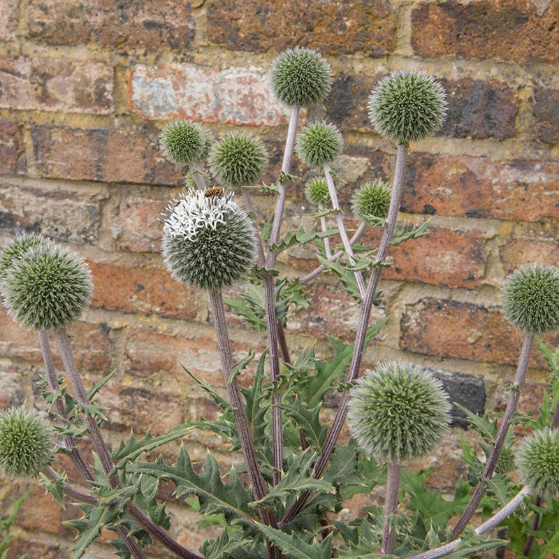 Star Frost Echinops