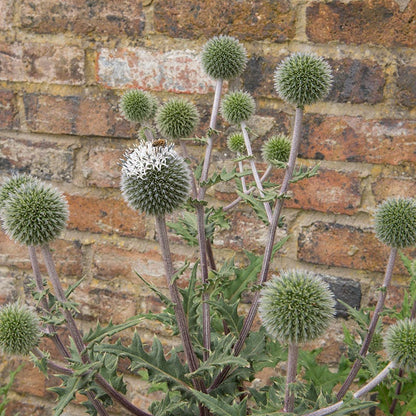 Star Frost Echinops