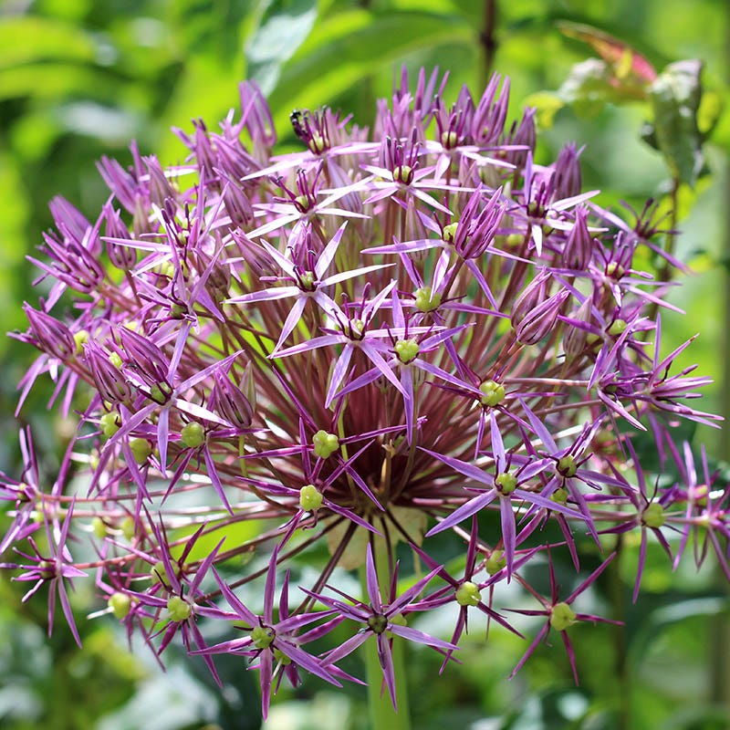 Allium christophii Bulbs, Star of Persia Allium | High Country Gardens