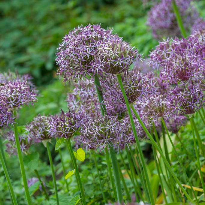 Star Of Persia Allium