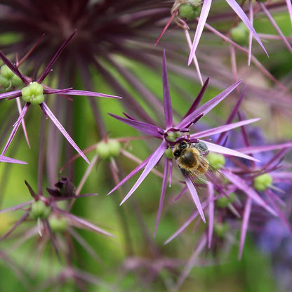 Star Of Persia Allium