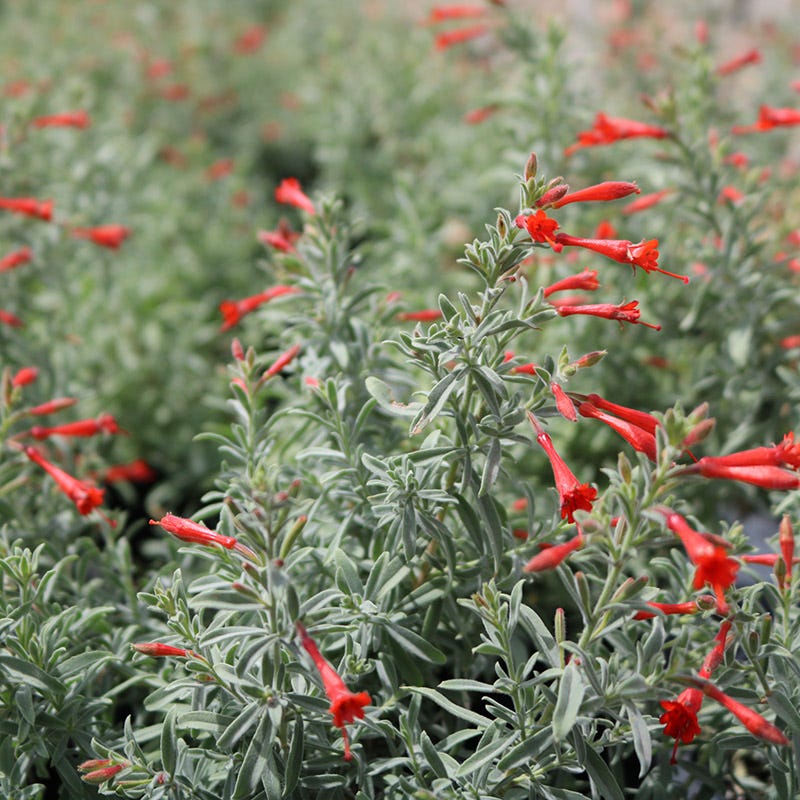 High Country Gardens Stardust Hummingbird Trumpet - Thumbnail 2