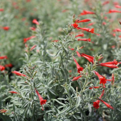 Stardust Hummingbird Trumpet (Zauschneria)