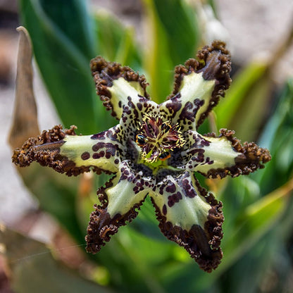 Starfish Iris (Ferraria)