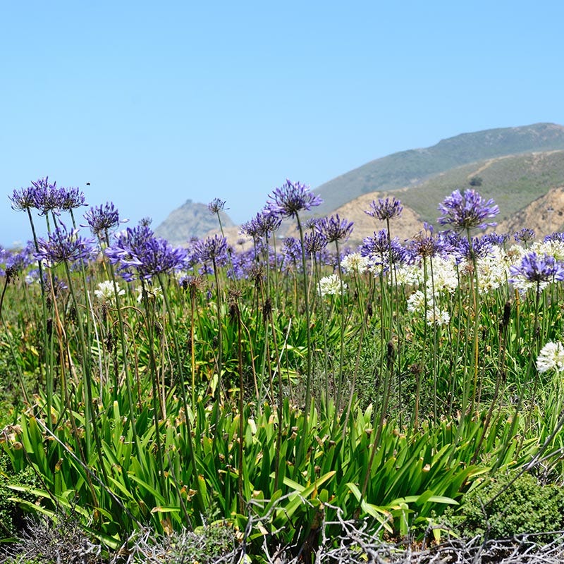Starflower Mix (Triteleia)