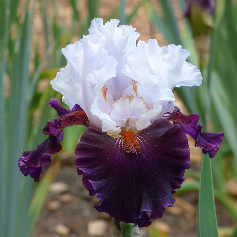 bearded lily flower Starring Bearded Iris, Iris germanica