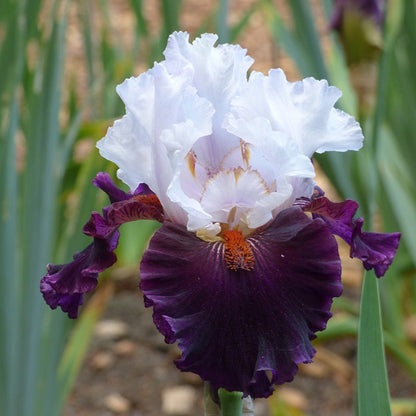 Mountain Shadows Bearded Iris Collection