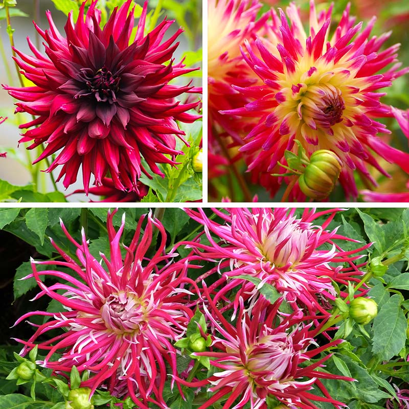 Stars of the Garden Dahlia Collection