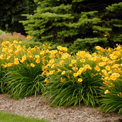 Stella D'Oro Reblooming Daylily