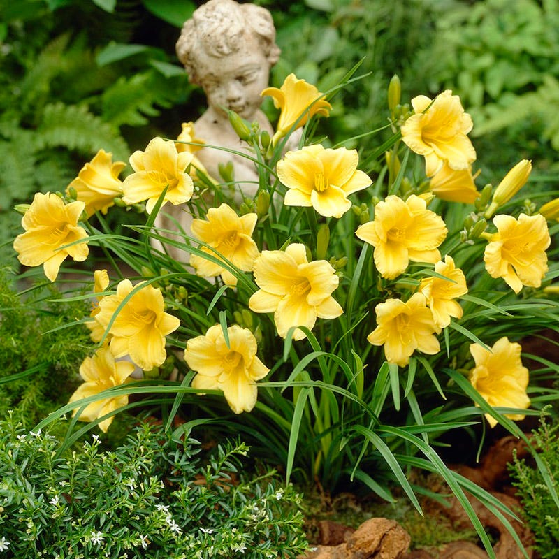 Stella D'Oro Reblooming Daylily