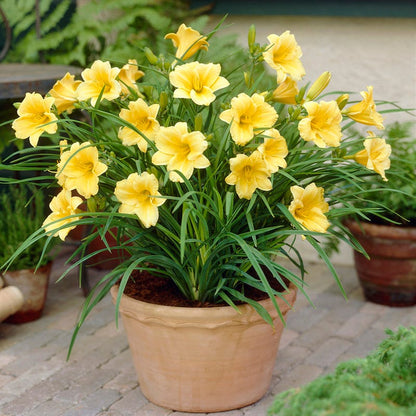 can i plant daylilies in pots Stella D'Oro Reblooming Daylily, Hemerocallis