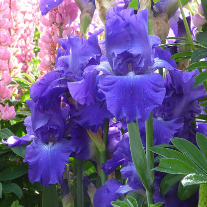 Stellar Lights Reblooming Bearded Iris