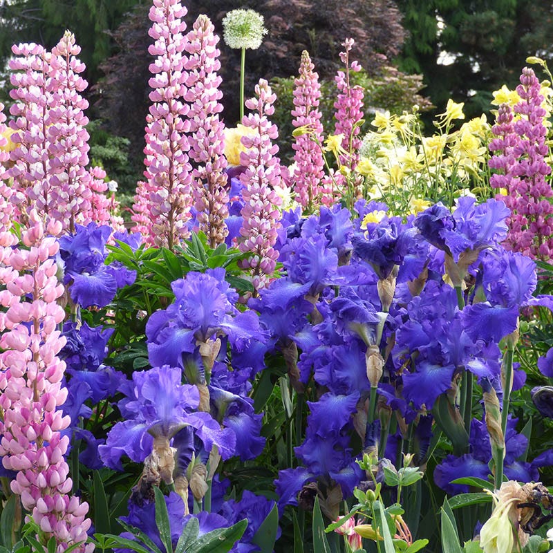 Stellar Lights Reblooming Bearded Iris