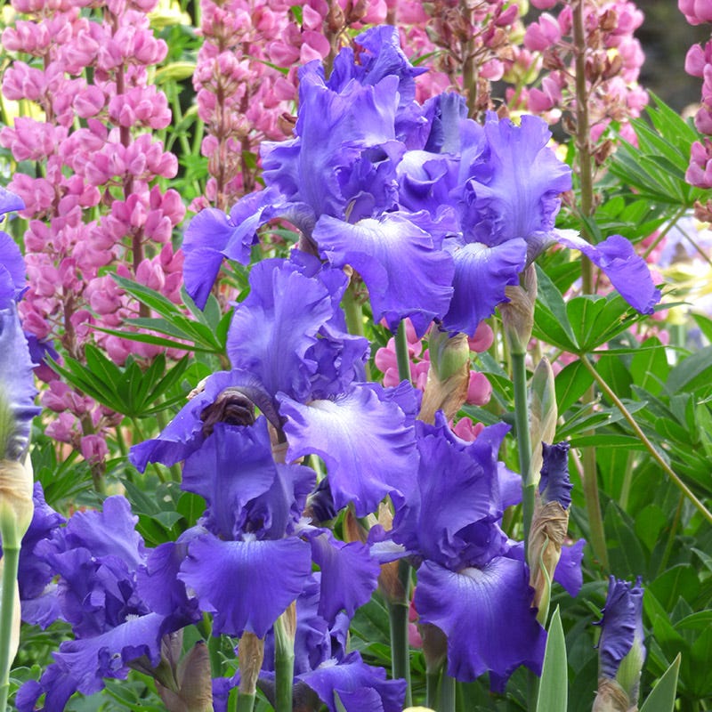 Stellar Lights Reblooming Bearded Iris