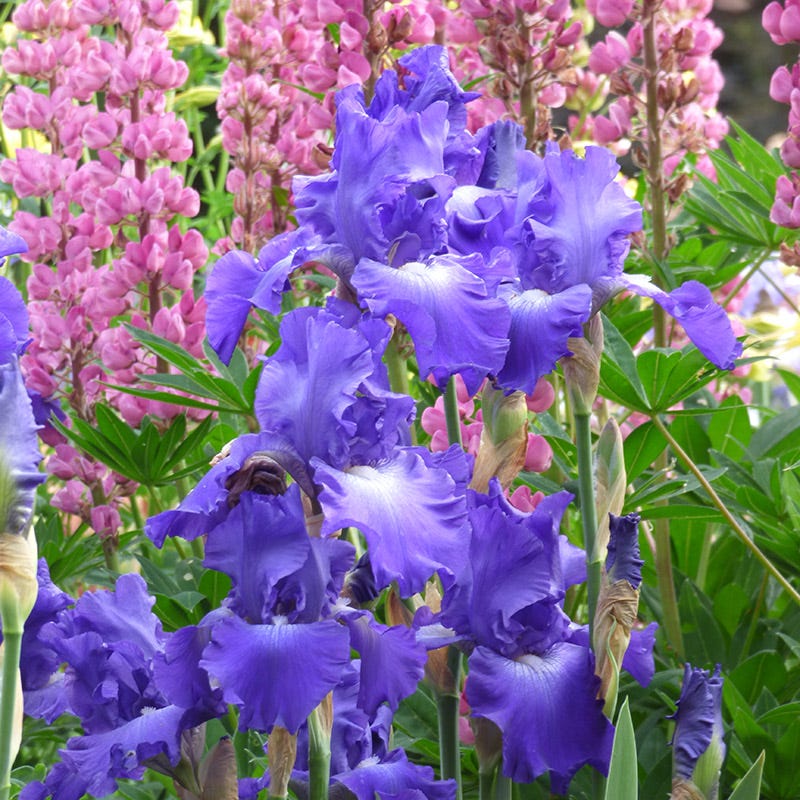 Reblooming Bearded Iris Collection