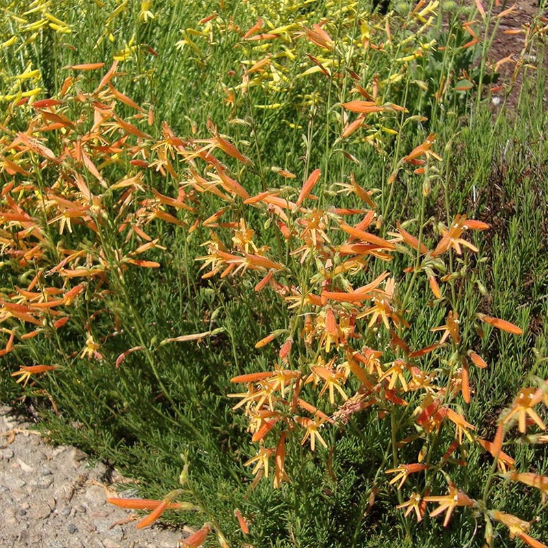 SteppeSuns® Sunset Glow Penstemon