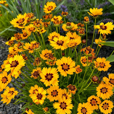tick seed plants Coreopsis lanceolata Sterntaler, Sterntaler Tickseed