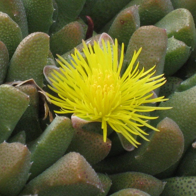 stomatium succulent Night-Blooming Ice Plant, Stomatium mustilinum